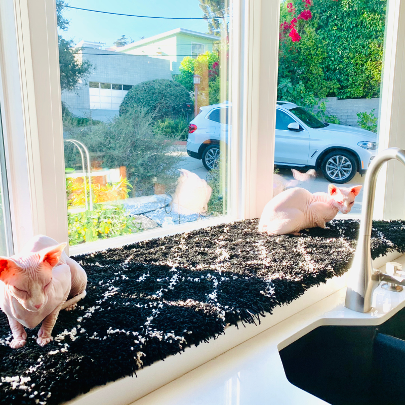 Black and white rug with two hairless cats.